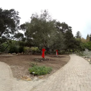 Red ribbons, new oaks arrive at SBBG, Meadow Oaks 