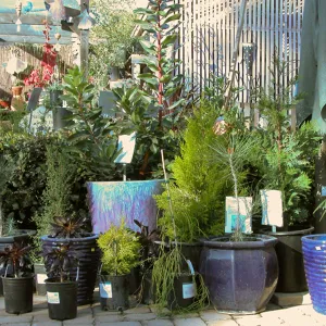 Garden Growers Nursery plants and products, SBBG