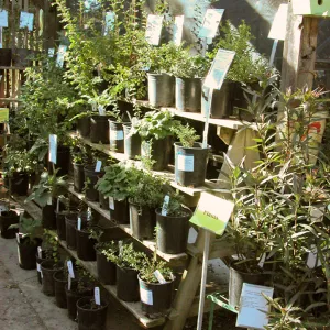 Garden Growers Nursery plants and products, SBBG