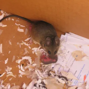 mouse in storage container, SBBG Staff cleaning out temoporary storage container, after the Jesusita Fire