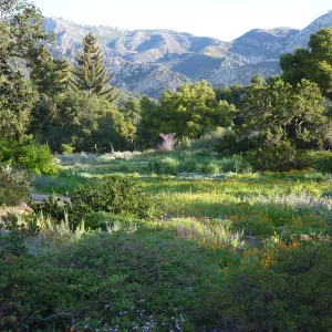 Meadow
