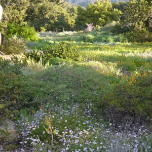 Meadow