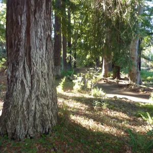 Redwood Section
