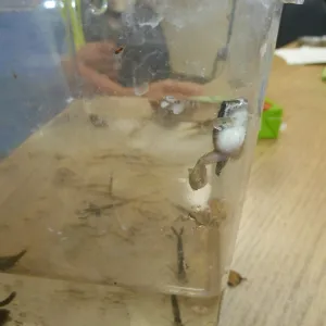 Creek Critters, childrens class