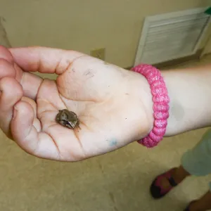 Creek Critters, childrens class