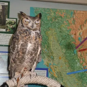 Owl-O-Ween 2012