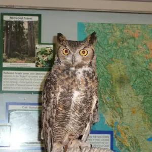 Owl-O-Ween 2012