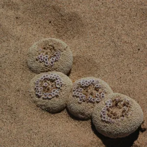 Pholisma sonorae, sand food