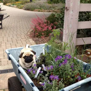 pug in Garden Growers Nursery cart with potted plants, Spring Plant Sale 2013, SBBG