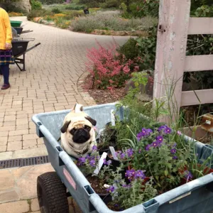 pug in Garden Growers Nursery cart with potted plants, Spring Plant Sale 2013, SBBG