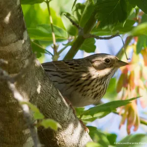 Bird at the Santa Barbara Botanic Garden
