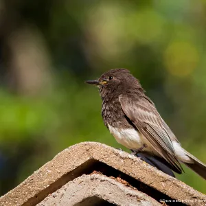Black Phoebe at the Santa Barbara Botanic Garden
