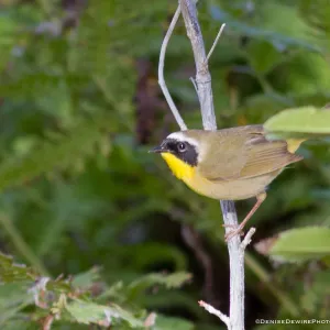 Common Yellowthroat at the Santa Barbara Botanic Garden