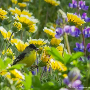 Wildflowers, Lesser Goldfinch at the Santa Barbara Botanic Garden