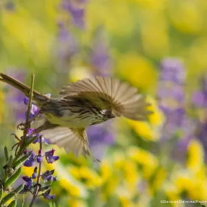 Wildflowers,Lesser Goldfinch at the Santa Barbara Botanic Garden