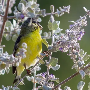 Lesser Goldfinch at the Santa Barbara Botanic Garden