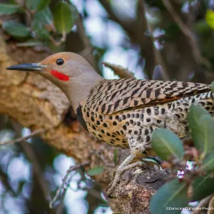 Northern flicker at the Santa Barbara Botanic Garden