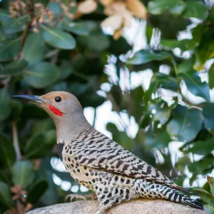 Northern flicker at the Santa Barbara Botanic Garden