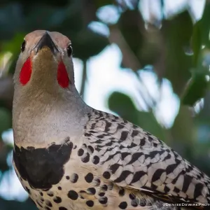 Northern flicker at the Santa Barbara Botanic Garden