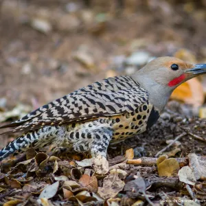 Northern flicker at the Santa Barbara Botanic Garden