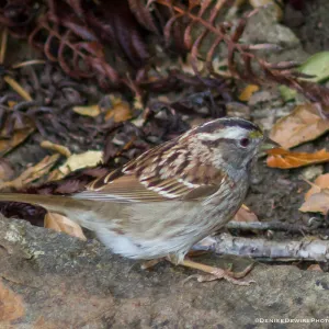 Golden-Crowned Sparrow at the Santa Barbara Botanic Garden