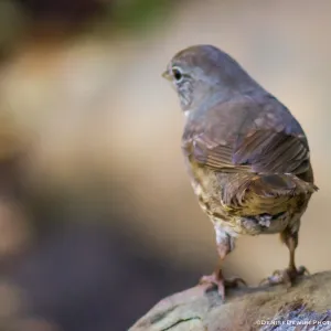 Fox Sparrow at the Santa Barbara Botanic Garden