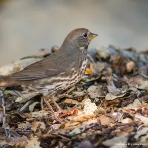 Fox Sparrow at the Santa Barbara Botanic Garden