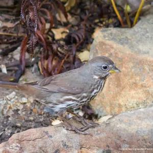 Fox Sparrow at the Santa Barbara Botanic Garden