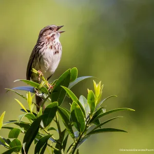 Song Sparrow at the Santa Barbara Botanic Garden