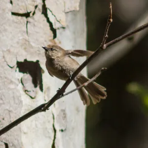 Pacific-slope Flycatcher at the Santa Barbara Botanic Garden