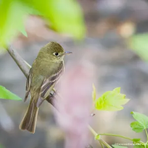 Pacific-slope Flycatcher at the Santa Barbara Botanic Garden