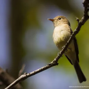Pacific-slope Flycatcher at the Santa Barbara Botanic Garden