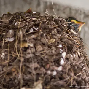 Black Phoebe, baby in nest, at the Santa Barbara Botanic Garden