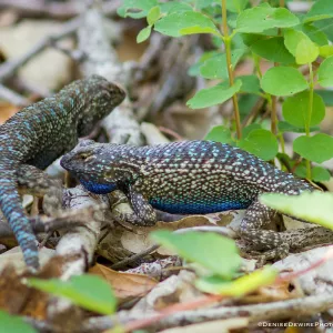 Blue belly lizard; California fence lizard at the Santa Barbara Botanic Garden