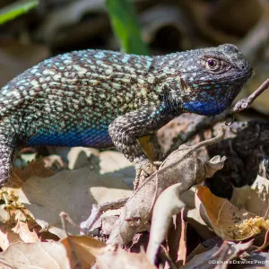 Blue belly lizard; California fence lizard at the Santa Barbara Botanic Garden