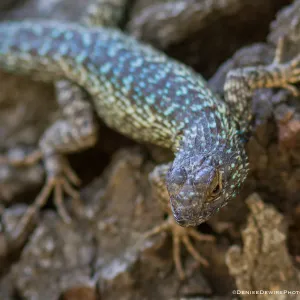 Blue belly lizard; California fence lizard at the Santa Barbara Botanic Garden