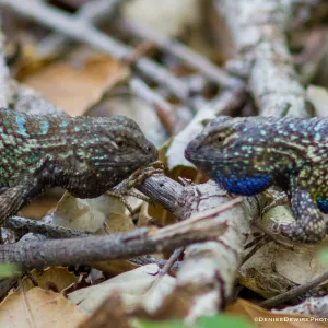 Blue belly lizard; California fence lizard at the Santa Barbara Botanic Garden