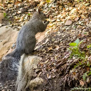 Grey Squirrel at the Santa Barbara Botanic Garden