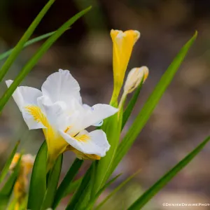 Iris blooming at the Santa Barbara Botanic Garden