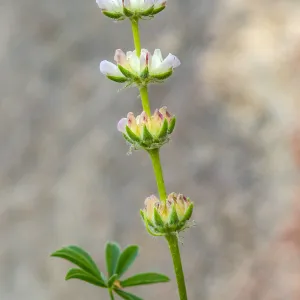Lupinus at the Santa Barbara Botanic Garden (lupine)