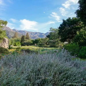 Spring wildflowers in the Meadow at the Santa Barbara Botanic Garden, ©2014DeniseDewirePhotography