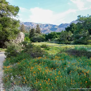 Spring wildflowers in the Meadow at the Santa Barbara Botanic Garden