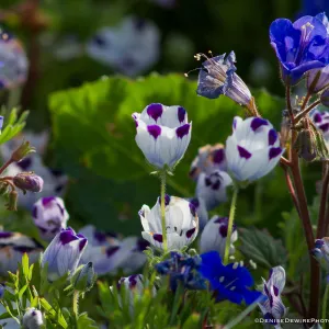Spring wildflower medley at the Santa Barbara Botanic Garden