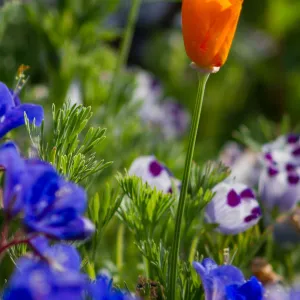 Spring wildflower medley at the Santa Barbara Botanic Garden