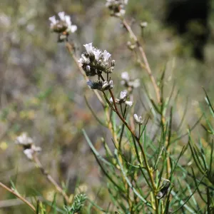 Lompoc yerba santa, rare plant, SBBG conservation
