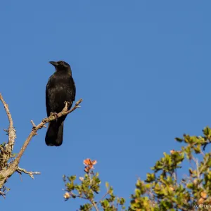 American Crow