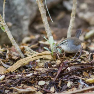 Bewick's Wren