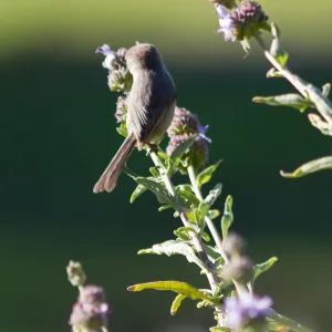 Bushtit