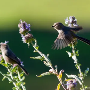 Bushtit