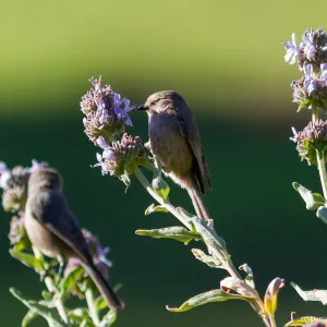 Bushtit